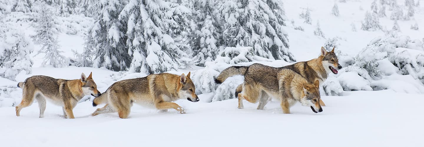 Do Gray Wolves Still Need Protection?