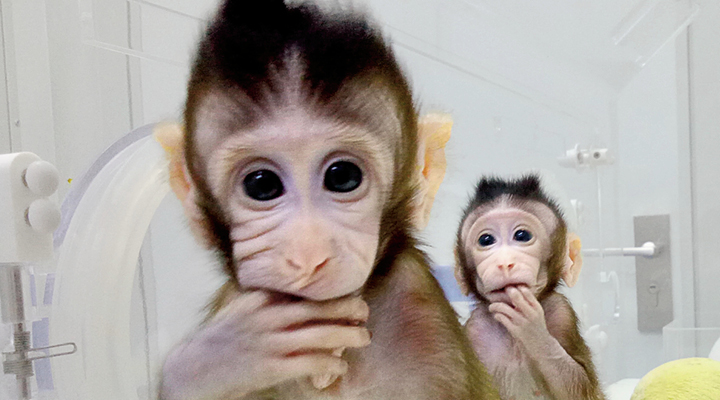 They Cloned Monkeys. Are Humans Next?