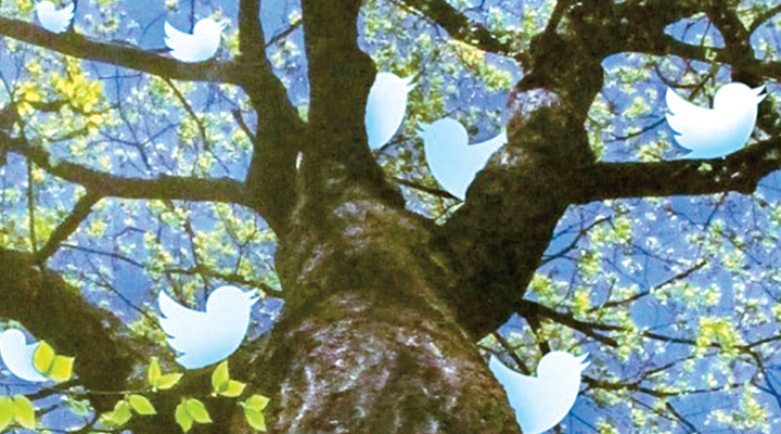 Witness Tree Social Media Project