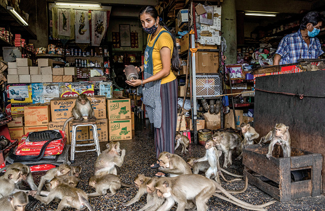 The Monkey Market