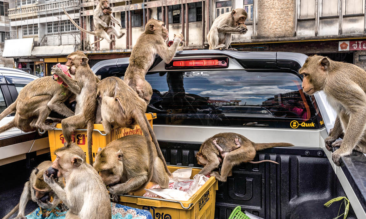 When Monkeys Take Over