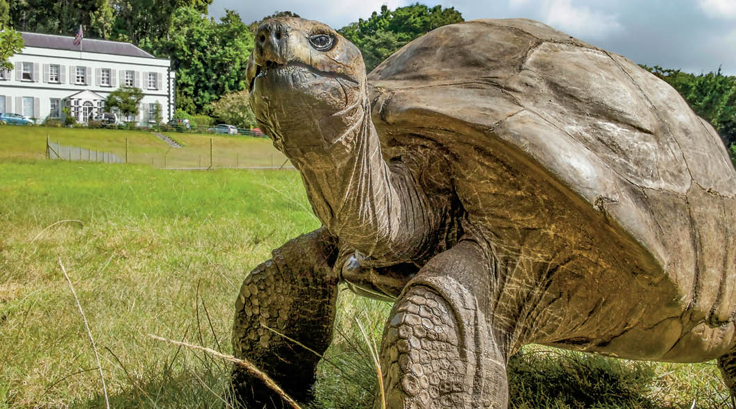 At 190, He’s the World’s Oldest Land Animal