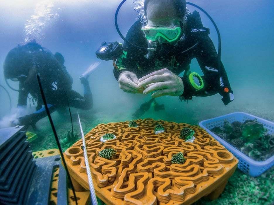 Image of divers underwater next to coral that resembles a maze