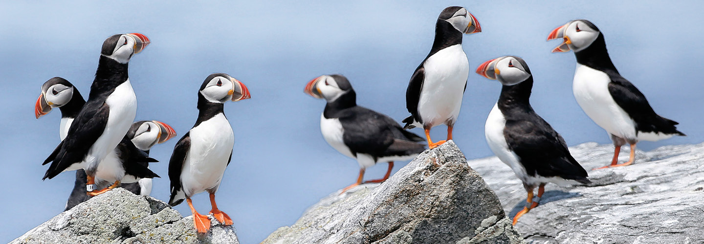 Image of puffins standing on a rocky landscape