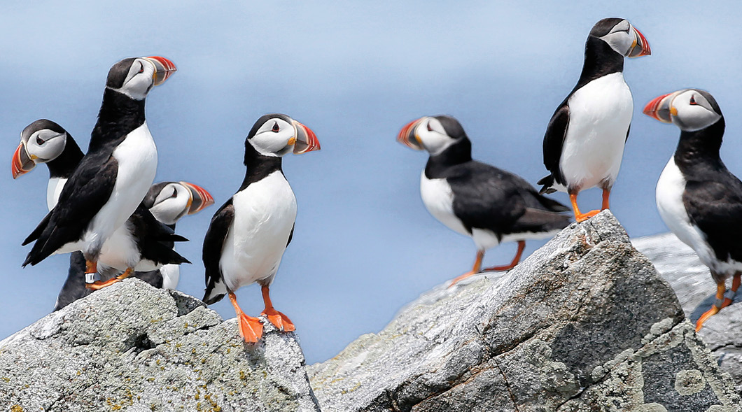 Image of puffins standing on a rocky landscape