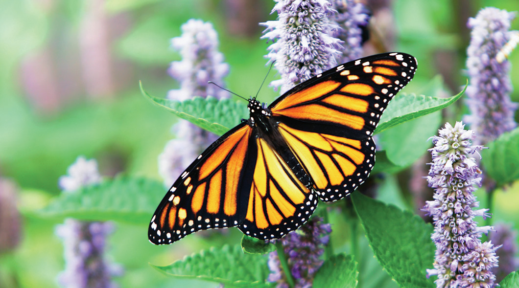 Can We Save Monarch Butterflies?