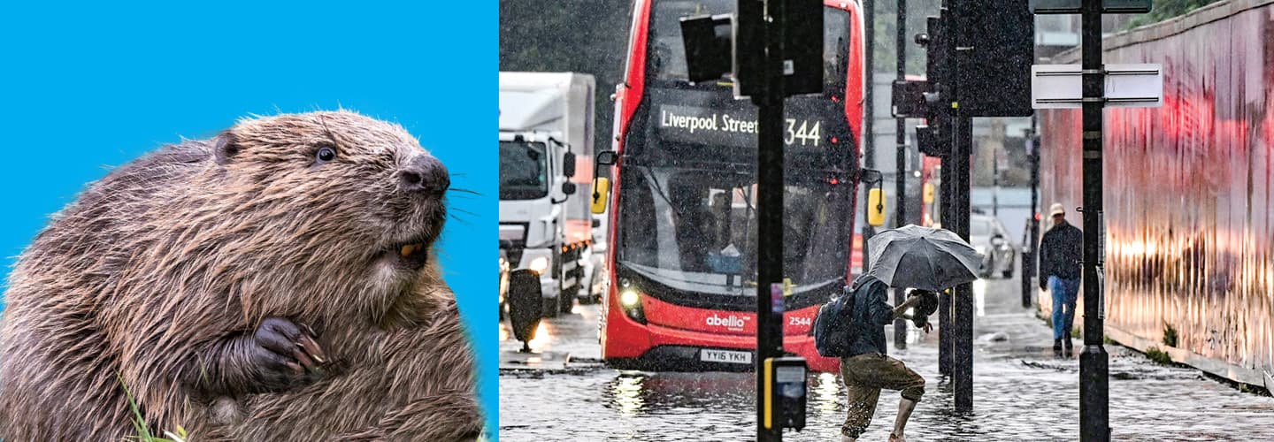 Image of a beaver and then an image of a London street with a double decker driving through flooding