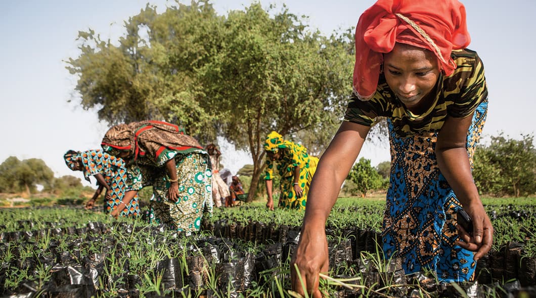 Building a Great Green Wall