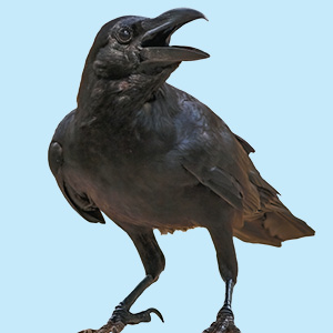 Image of a black crow cawing