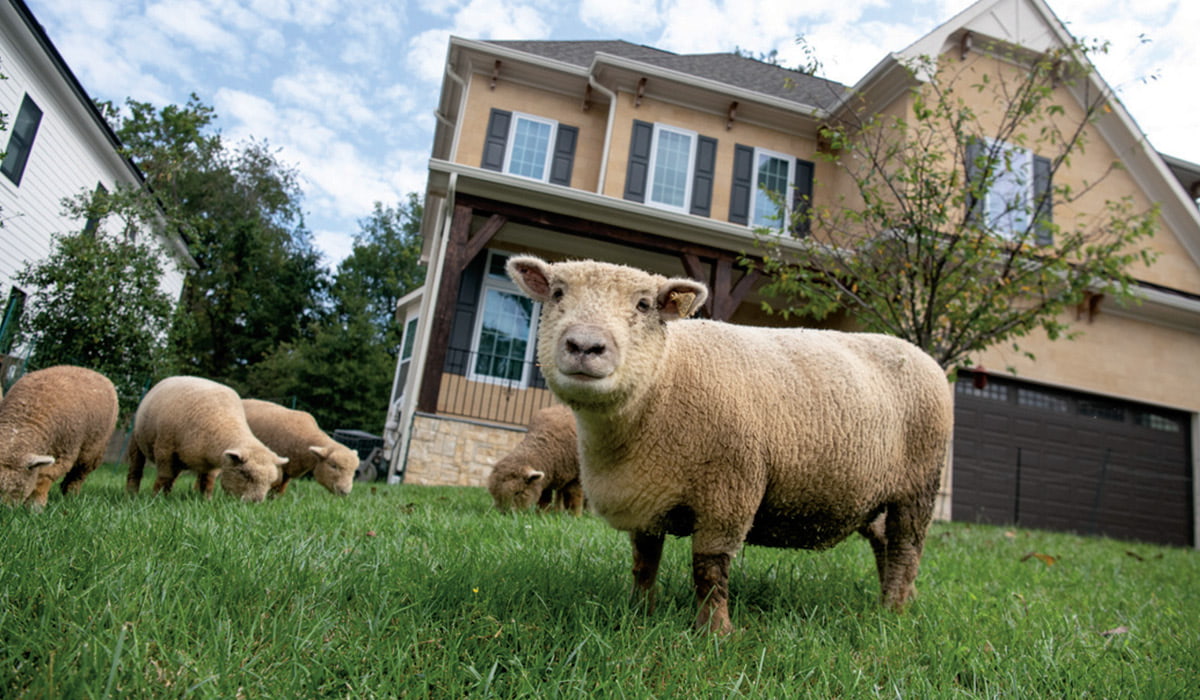 Photo of a sheep on a front lawn