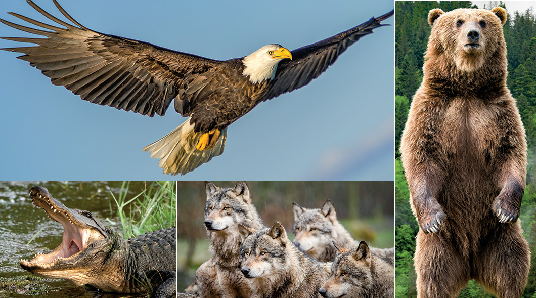 Images of Bald Eagle, crocodile, wolves, and a brown bear