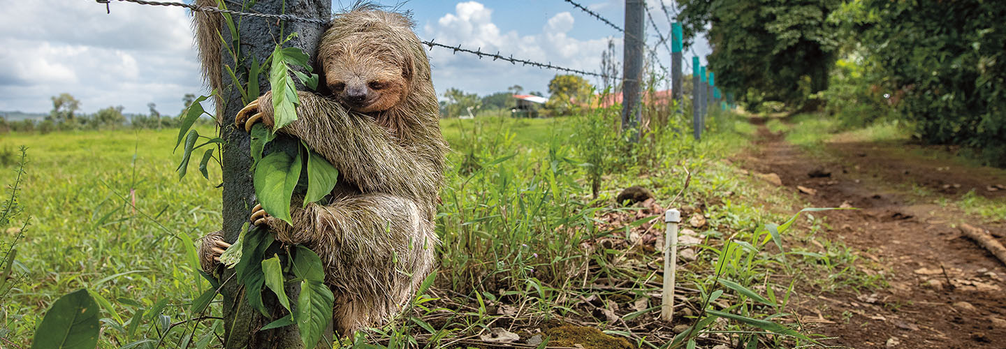 A three-toed sloth clings to a fence post along a dirt path beside an open field