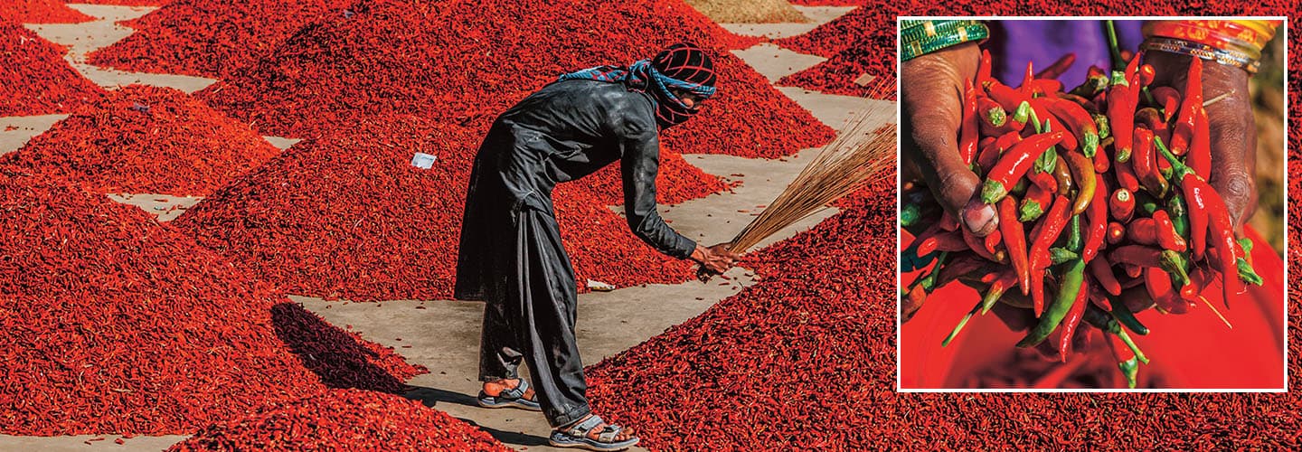 Composite image of a worker sweeping drying red chilies, with an inset of hands holding chilies