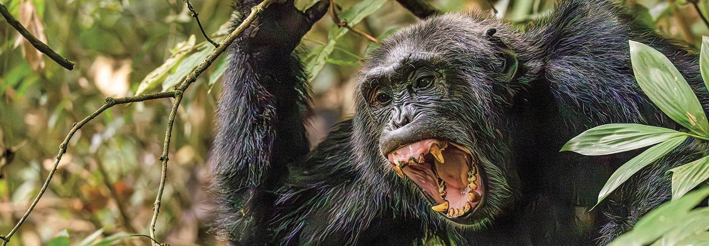 A chimpanzee opens its mouth wide to bare its teeth while gripping a branch overhead in the forest