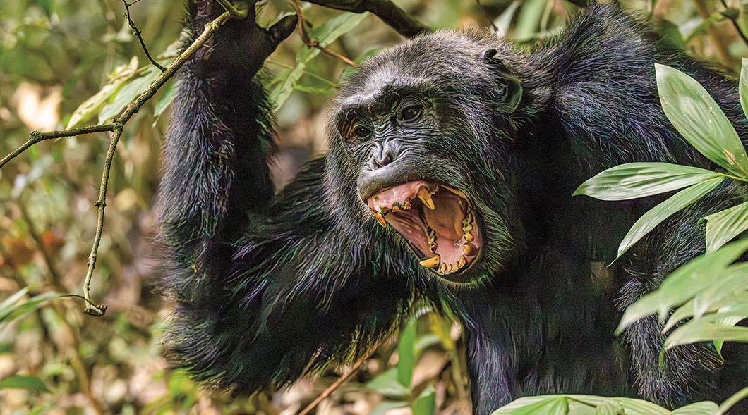A chimpanzee grips a branch overhead & opens its mouth wide, baring its teeth among green leaves